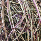 Чорноголовка звичайна трава сушена 100 г - зображення 1