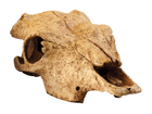Декорація для акваріумів і тераріумів Exoterra Cave Buffalo Skull (0015561228572) - зображення 1