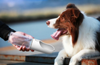 Podróżna butelka dla psa PETKIT Eversweet Travel P4230 White (6931580104045) - obraz 3