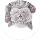 Uchwyt i podstawka do telefonu iLike Universal Pop Holder Cat Grey (ILIUNPH22) - obraz 1