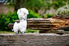 Іграшка для дітей InnoGIO GIOplush GIO Alpaca White Cuddly GIO-828 біла (5903317816911) - зображення 7