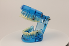 Модель стоматологічна демонстраційна (розбірна) - зображення 4