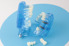 Модель стоматологічна демонстраційна (розбірна) - зображення 6