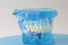 Модель стоматологічна демонстраційна (розбірна) - зображення 7