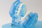 Модель стоматологическая демонстрационная (разборная) - изображение 8