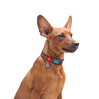 Нашийник для собак нейлоновий WAUDOG Nylon з QR паспортом малюнок "Літо" пластиковий фастекс Ш 20 мм Дов 28-40 см (4823089312279) - зображення 4