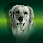 Karma dla psów Canun Complet Daily Maintenance 20 kg (8437006714235) - obraz 3