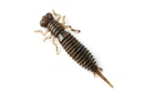 Силикон Fanatik Larva 2.5"/ 7шт, цвет: 006 (4304506006)