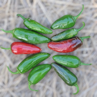 Насіння Перець гострий Халапеньйо Tam, Capsicum Annuum 5 шт/уп