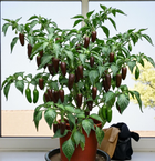 Семена Перец острый Jalapeno Brown, Capsicum Annuum 5 шт/уп