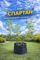 Саджанці лохини Спартан 5 років велика ягода з голубим нальотом, плодоносить цього року
