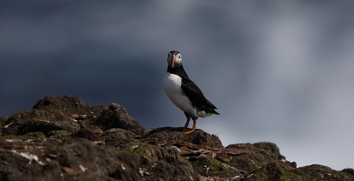 Canon EOS 5D Mark IV 24-70mm f/4L IS USM Kit