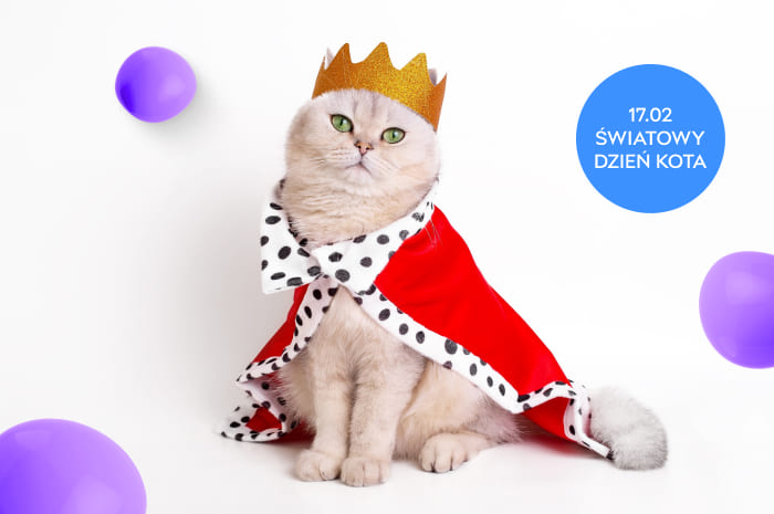 🐱 Czas na rozpieszczanie! Specjalna oferta z okazji Światowego Dnia Kota! 🐾